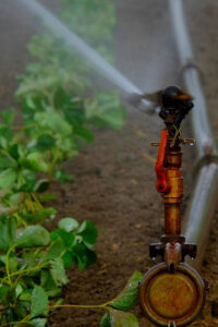 water sprinkler